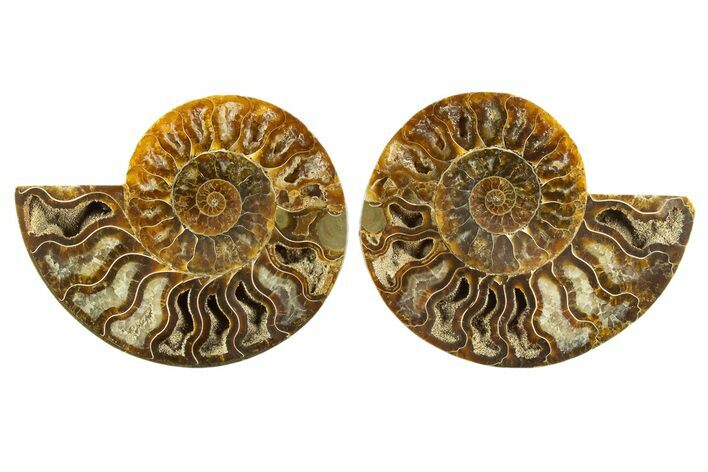 Cut & Polished, Agatized Ammonite Fossil - Madagascar #310704